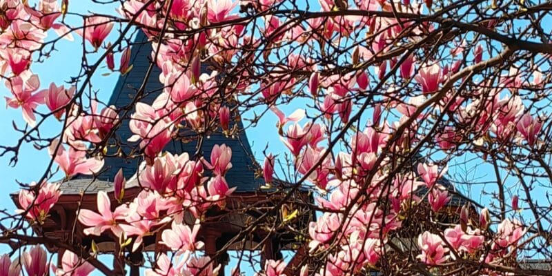 Sa celebram magnoliile. Ca sa ne putem bucura de ele si anul viitor